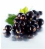 Black Currant Extract